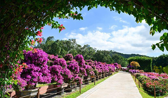 2025再约簕杜鹃花｜五大湖移动公厕服务赏花盛会