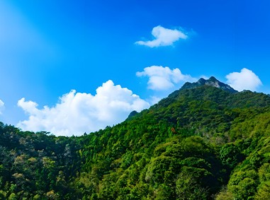 广东蕉岭山体覆绿项目