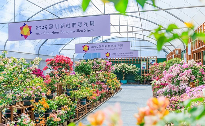 2025深圳簕杜鹃赏花周莲花山公园移动公厕服务